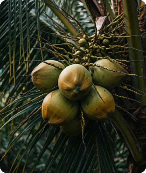 Neruva Coconuts