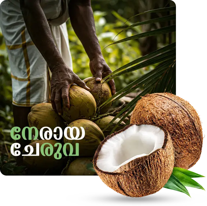 Coconut Leaves