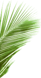 Ola Decoration